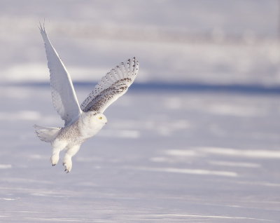 Snowy Owl  --  HarFang Des Neiges