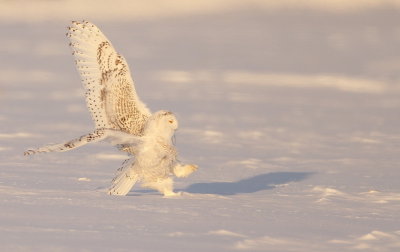 Snowy Owl  --  HarFang Des Neiges