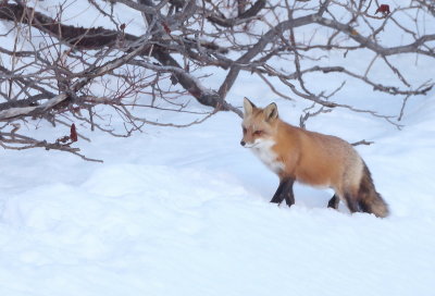 Red Fox  --  Renard Rouge