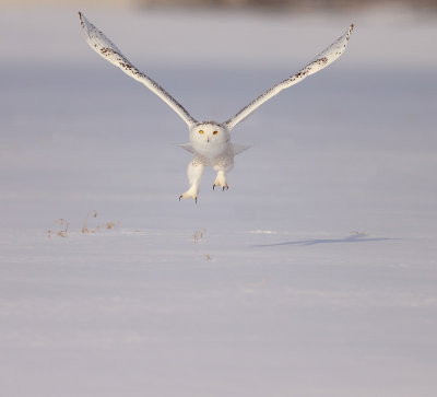 Snowy Owl  --  HarFang Des Neiges