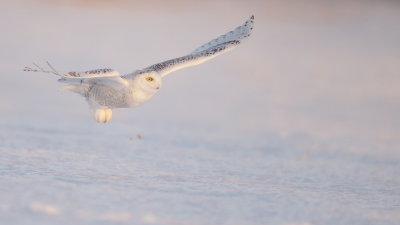 Snowy Owl  --  Harfang Des Neiges