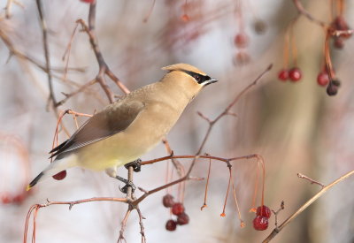 Cedar WaxWing  --  Jaseur D'Amerique