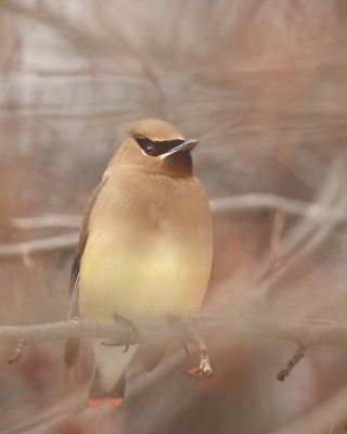 Cedar WaxWing  --  Jaseur D'Amerique