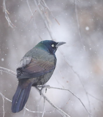 Common Grackle  --  Quiscale Bronze