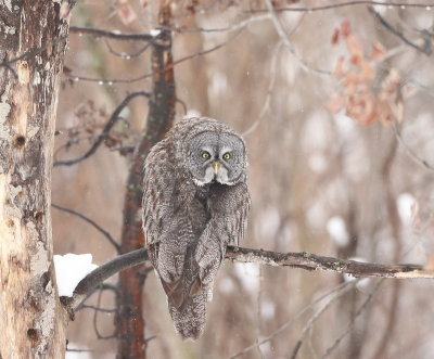Great Gray Owl  --  Chouette Lapone
