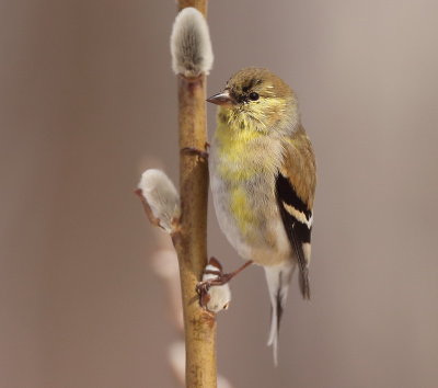 American GoldFinch ( ON PUSSY WILLOW )  --  CharDonneret Jaune ( SUR CHATTE SAULE )