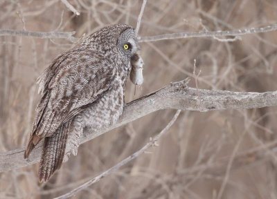 Great Gray Owl ( WITH VOLE )  --  Chouette Lapone ( AVEC SON CAMPAGNOL )