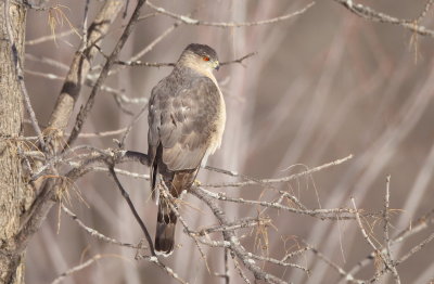 Cooper's Hawk  --  Epervier De Cooper