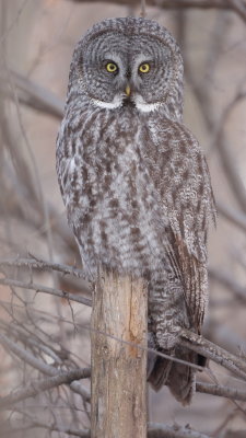 Great Gray Owl  --  Chouette Lapone