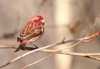 Purple Finch  --  Roselin PourPre