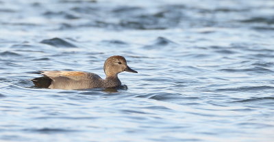 GadWall  --  Canard Chipeau