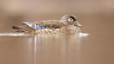 Wood Duck  --  Canard Branchu