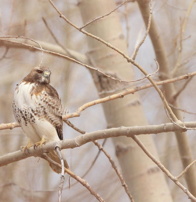 Red-Tailed Hawk  --  Buse A Queue Rousse