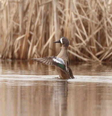 Blue-Winged Teal  --  Sarcelle A Ailes Bleues