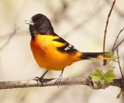 Baltimore Oriole  --  Oriole De Baltimore