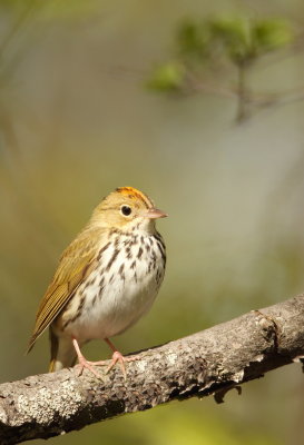 OvenBird  --  Paruline Couronnee