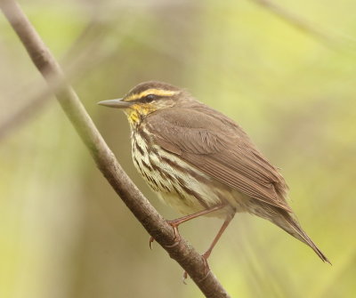 Northern WaterThrush  --  Paruline Des Ruisseaux