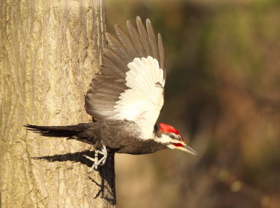 Pileated WoodPecker  --  Grand Pic