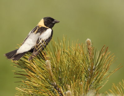 BoBoLink -- Goglu Des Pres