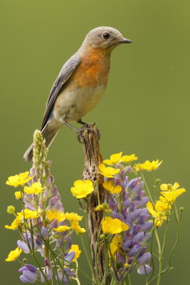 Eastern BlueBird  --  MerleBleu De L'Est