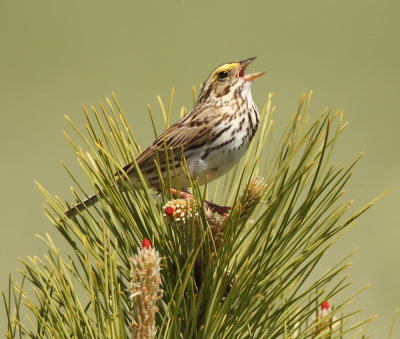 Savannah Sparrow  --  Bruant Des Pres