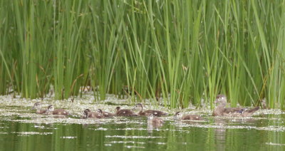 Wood Duck  --  Canard Branchu