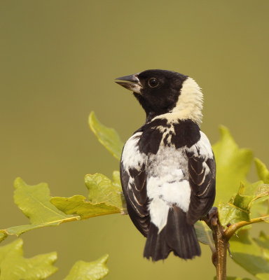 BoBoLink -- Goglu Des Pres