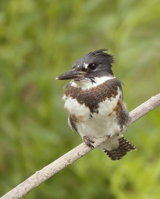 Belted KingFisher ( YOUNG )  --  Martin -  Pecheur D'Amerique ( JEUNE )