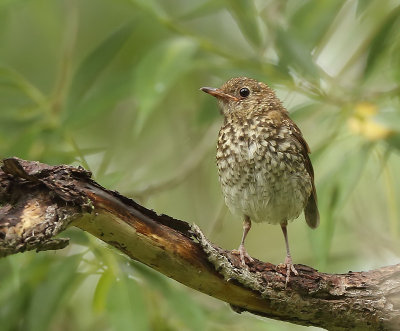 Hermit Thrush ( 1st YEAR )  --  Grive Solitaire ( 1re ANNEE )