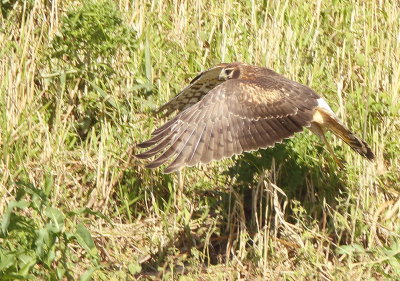 Northern Harrier  --  Busard Saint-Martin