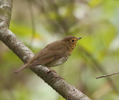 Swainson's Thrush  --  Grive A Dos Olive