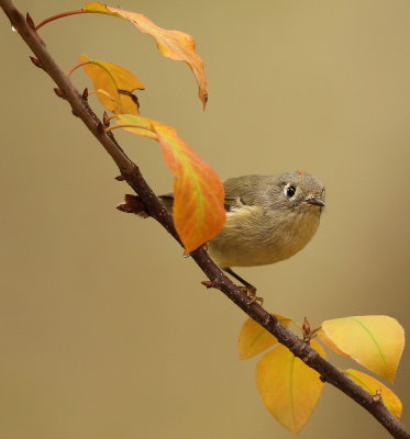 Ruby-Crowned KingLet  --  RoiteLet A Couronne Rubis