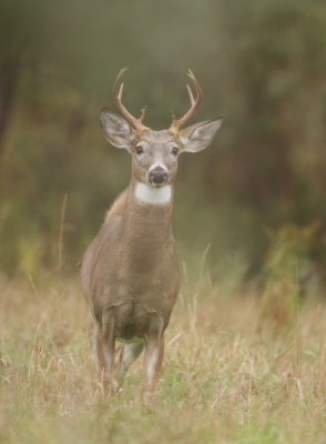 White Tail Deer ( 8 point deer )  --  Cerf De Virginie ( cerf 8 points )