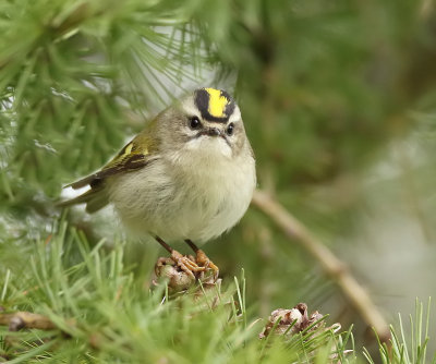 Golden - Crowned KingLet  --  RoiteLet A Couronne Doree