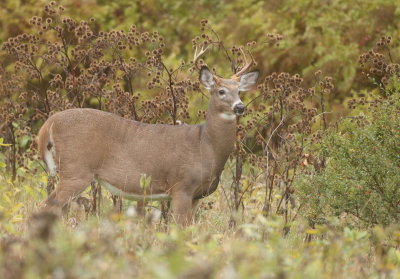 White Tail Deer ( 6 POINT DEER )  --  Cerf De Virgine ( CERF 6 POINTS )