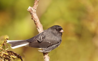 Dark - Eyed Junco  --  Junco Ardoise