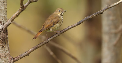 Hermit Thrush  --  Grive Solitaire