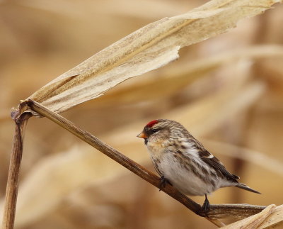 Common RedPoll  --  Sizerin Flamme