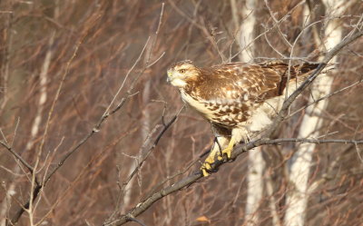 Red - Tailed Hawk ( J )  --  Buse A Queue Rousse ( J )