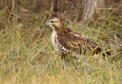 Red - Tailed Hawk  --  Buse A Queue Rousse