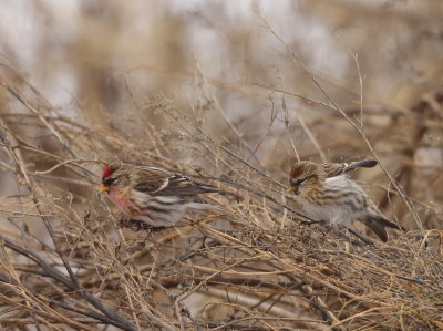 Common RedPoll  --  Sizerin Flamme