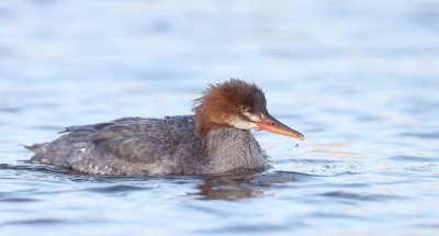 Common MerGanser  --  Grand Harle