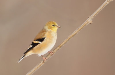 American GoldFinch  --  CharDonneret Jaune