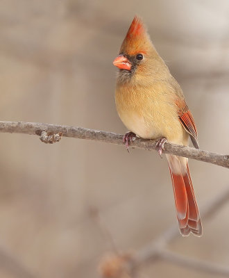 Northern Cardinal  --  Cardinal Rouge
