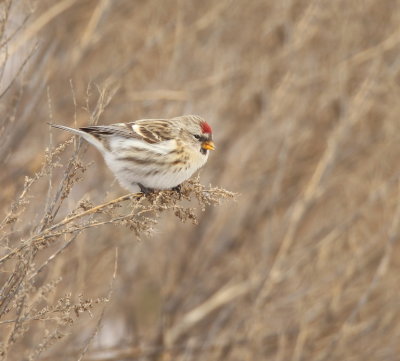 Common RedPoll  --  Sizerin Flamme