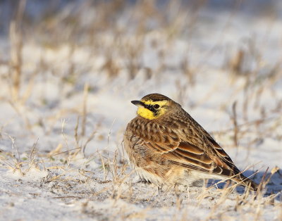 Horned Lark  --  Alouette Hausse - Col