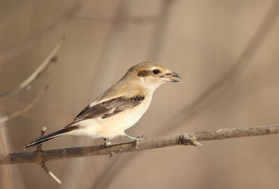 Northern Shrike ( JUVENILE )  --  Pie-Grieche Grise (JUVENILE )