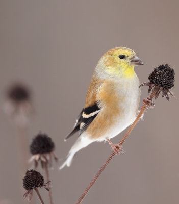 American GoldFinch  --  CharDonneret Jaune