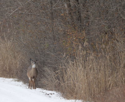 White Tail Deer  --  Cerf De Virginie