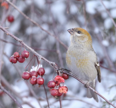 Pine GrosBeak  --  DurBec Des Sapins